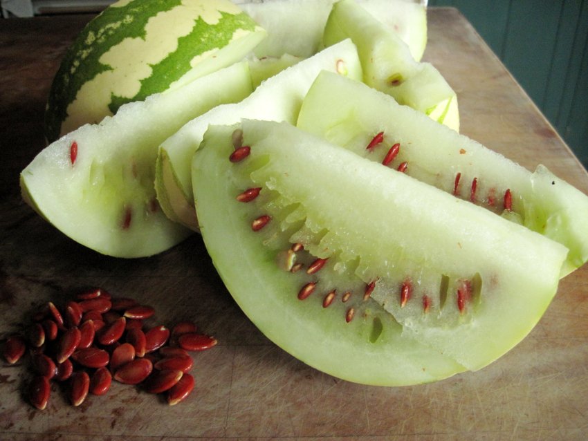 Rare! Heirloom Citron Melon Jam Melon Citrullus lanatus var. citroides