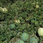 Rare! Heirloom Citron Melon Jam Melon Citrullus lanatus var. citroides - 15 Seeds