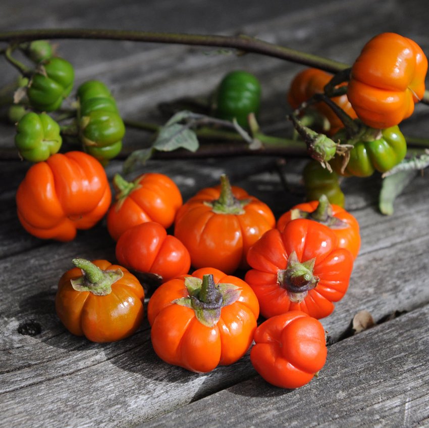 African Scarlet Eggplant 'Mock Tomato' Solanum aethiopicum - 20 Seeds