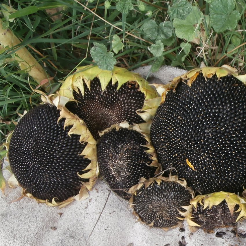 Giant True Russian Semetschki Sunflower Helianthus annuus - 40 Seed