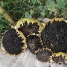 Giant Semechki Back Oil Russian Sunflower Helianthus annuus - 80 Seed