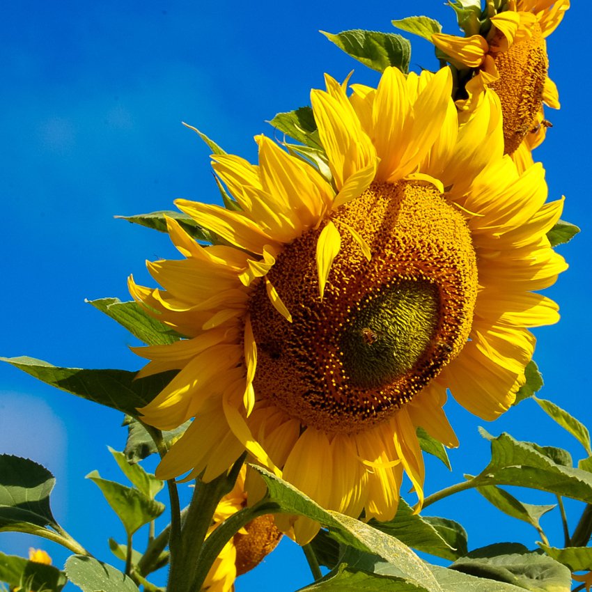 Giant Semechki Back Oil Russian Sunflower Helianthus annuus - 80 Seed