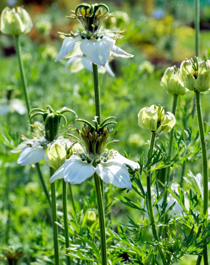 Organic Kalonji Black Cumin Caraway Nigella Sativa - 100 Seeds