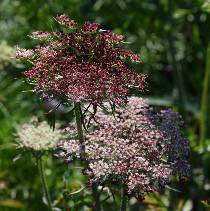 Chocolate Lace Flower Dara Daucus carota 40 Seeds
