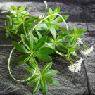 Organic Wild Waldmeister Sweet Woodruff Herb Galium odoratum - 20 Seed