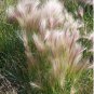 Squirrel Tail Ornamental Grass Hordeum jubatum - 80 Seeds