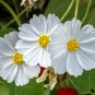 Cosmos Purity White Cosmos bipinnatus - 100 Seeds