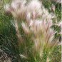 Ornamental Squirrel Tail Grass Hordeum jubatum - 80 Seeds