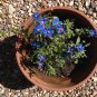 Fairy Garden Electric Blue Pimpernel Anagallis monelli - 100 Seeds