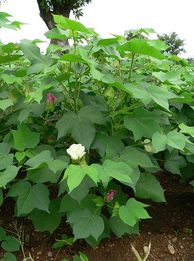 thumbnail image 2 of 25 Seeds White Cotton Gossypium Hirsutum Plant 2 of 11
