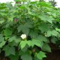 Bulk Upland Cotton White Boll Seeds Gossypium hirsutum - 200 Seeds