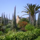 Rare Giant Tower of Jewels Pride of Tenerife Echium pininana - 15 Seeds