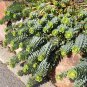 Hardy Donkey Tail Succulent Spruge Euphorbia myrsinites - 10 Seeds