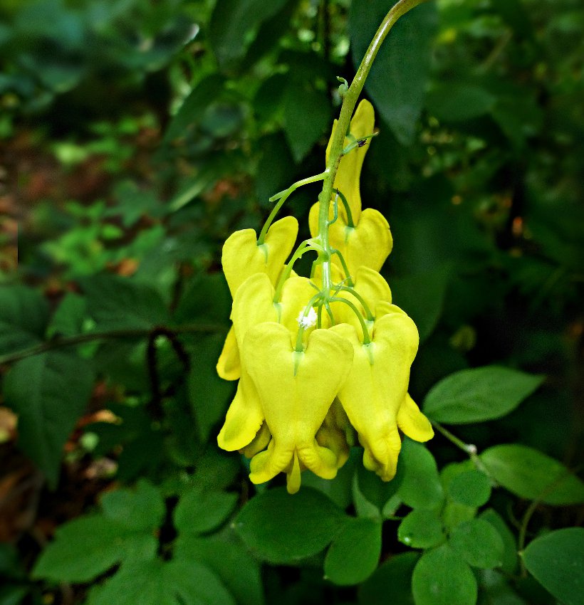 Golden Tears Vine Dicentra scandens 20 Seed