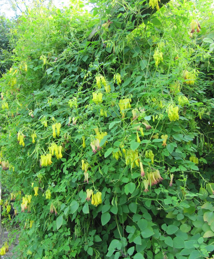 Golden Tears Vine Dicentra scandens 20 Seed
