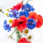 Red White and Blue Patriotic Garden Flower Seed Collection