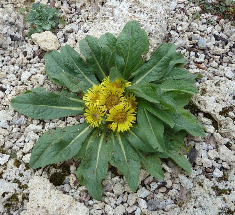 Rare Hardy Himalayan Rock Sunflower Inula rhizocephala - 30 Seeds