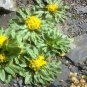 Rare Hardy Himalayan Rock Sunflower Inula rhizocephala  - 30 Seeds