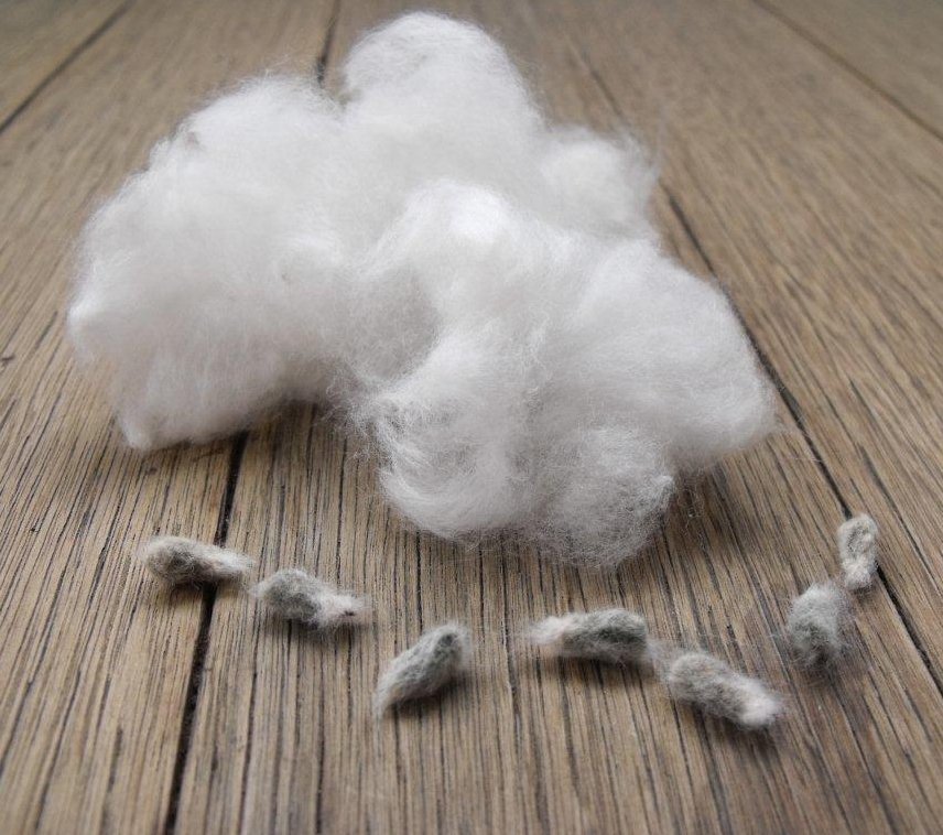 thumbnail image 2 of 25 Seeds White Cotton Gossypium Hirsutum Plant 2 of 11