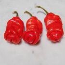 Hot! Organic Peter Pepper Chili Capsicum annuum - 10 Seeds
