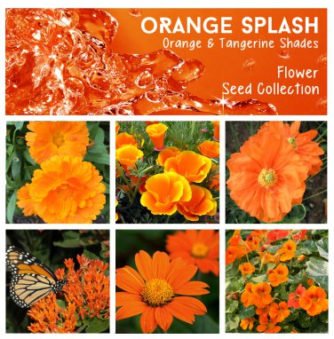 Orange Splash & Tangerine Shades Flower Seed Collection - 6 Varieties