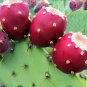 Prickly Pear Hardy Cactus Nopal Opuntia tuna indica - 20 Seeds