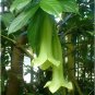 Rare Dominican Lily Tree Portlandia Cubanola domingensis - 10 Seeds