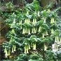 Rare Dominican Lily Tree Portlandia Cubanola domingensis - 10 Seeds