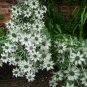 'Miss Willmott's Ghost' Eryngium giganteum - 20 Seeds