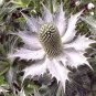 'Miss Willmott's Ghost' Eryngium giganteum - 20 Seeds
