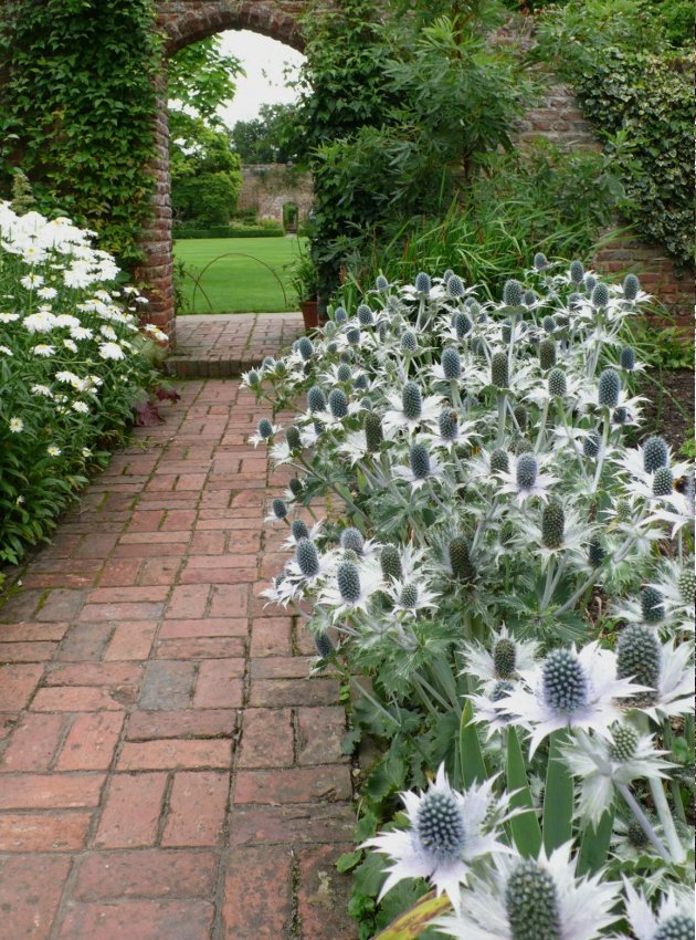 'Miss Willmott's Ghost' Eryngium giganteum 20 Seeds