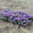 Rare Showy Desert Four O'Clock Mirabilis Multiflora - 8 Seeds