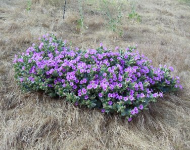 Rare Showy Desert Four O'Clock Mirabilis Multiflora - 8 Seeds