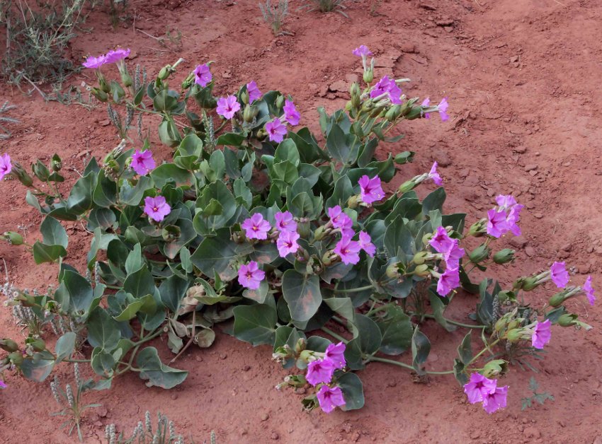 Rare Showy Desert Four O'Clock Mirabilis Multiflora 8 Seeds