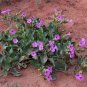 Rare Showy Desert Four O'Clock Mirabilis Multiflora - 8 Seeds