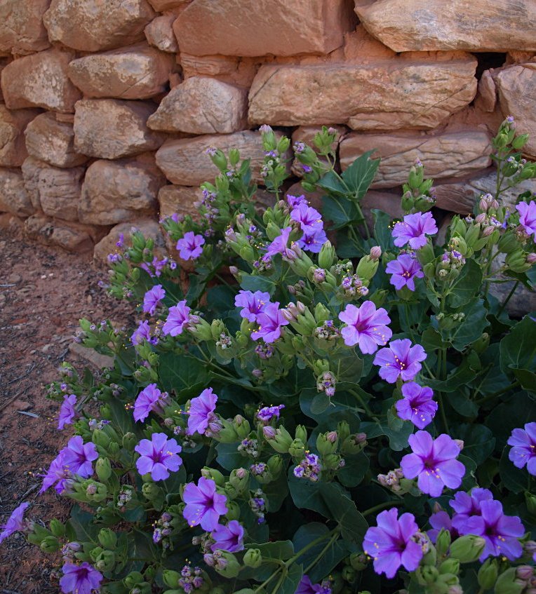 Rare Showy Desert Four O'Clock Mirabilis Multiflora 8 Seeds