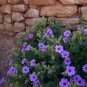 Rare Showy Desert Four O'Clock Mirabilis Multiflora - 8 Seeds