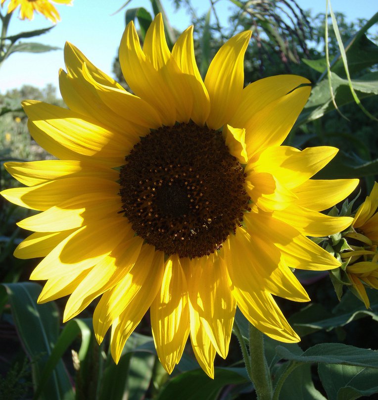 Hopi Black Dye Sunflower