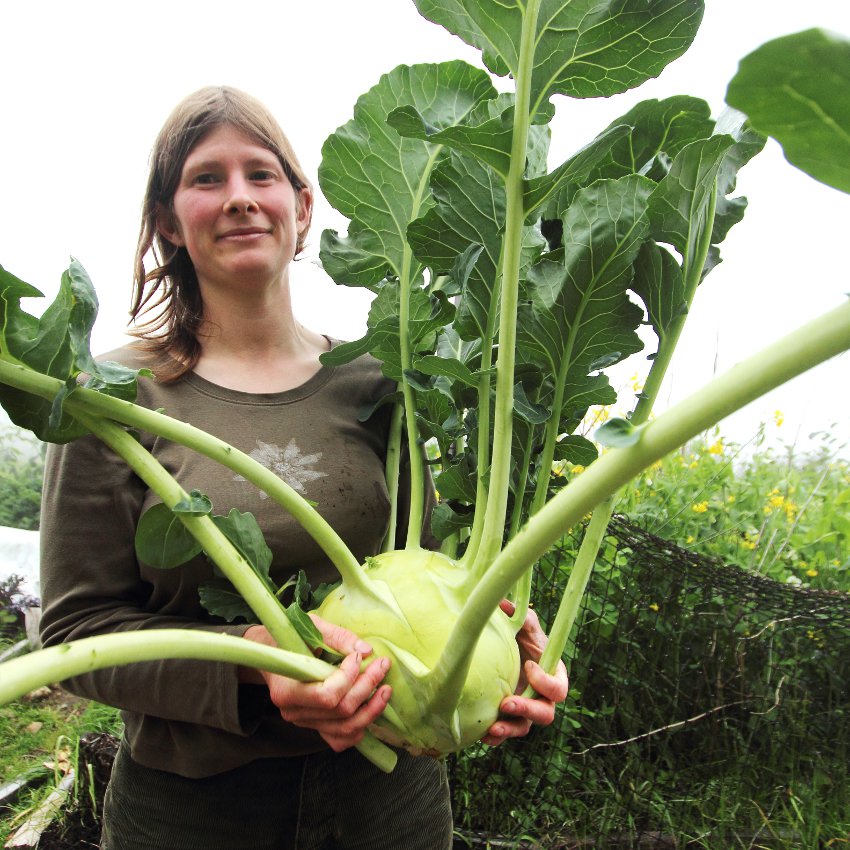 Heirloom Kohlrabi Superschmelz Brassica Oleracea Gongylodes - 50 Seeds