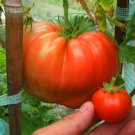 Organic Rare Heirloom Tomato "Giant Delicious" Solanum lycopersicum  - 25 Seeds