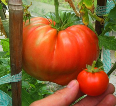 Organic Rare Heirloom Tomato "Giant Delicious" Solanum lycopersicum  - 25 Seeds