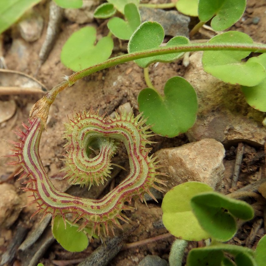 Unusual French Heirloom Caterpillar Bean Scorpiurus muricatus - 15 Seeds