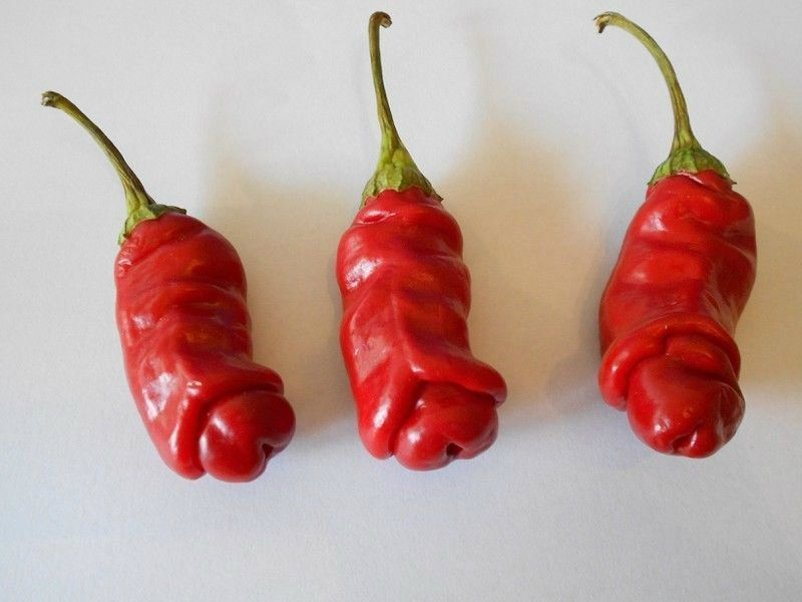 Not for the timid in more ways than one, this pepper is hot, hot.