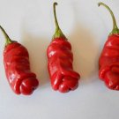 Hot! Organic Chili Willy Chili Capsicum annuum - 10 Seeds