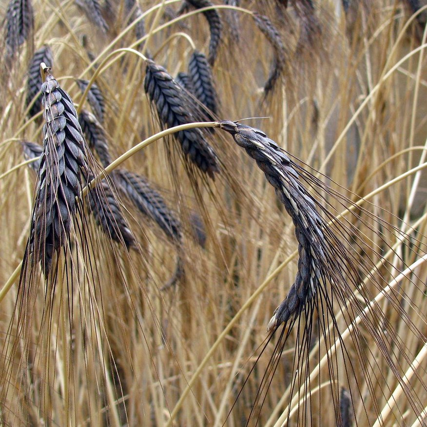 Extremely Rare Heirloom True Black Winter Emmer Triticum dicoccon var. atratum - 20 Seeds