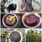 Organic Hopi Dye Heirloom Sunflower Helianthus annuus - 15 Seeds