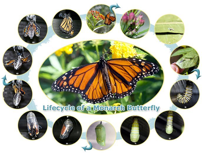 Butterfly Habitat Milkweed Garden Seed T Collection 6 Varieties