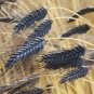 Rare Heirloom Ancient Wheat Grain True Black Winter Emmer Triticum dicoccon var. atratum - 80 Seeds