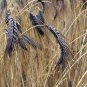 Rare Heirloom Ancient Wheat Grain True Black Winter Emmer Triticum dicoccon var. atratum - 80 Seeds