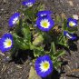 Fairy Garden Blue Dwarf Morning Glory Convolvulus tricolor minor - 30 Seeds